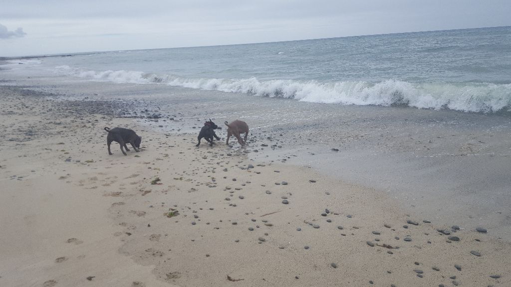 Quelques photos de mes staffies