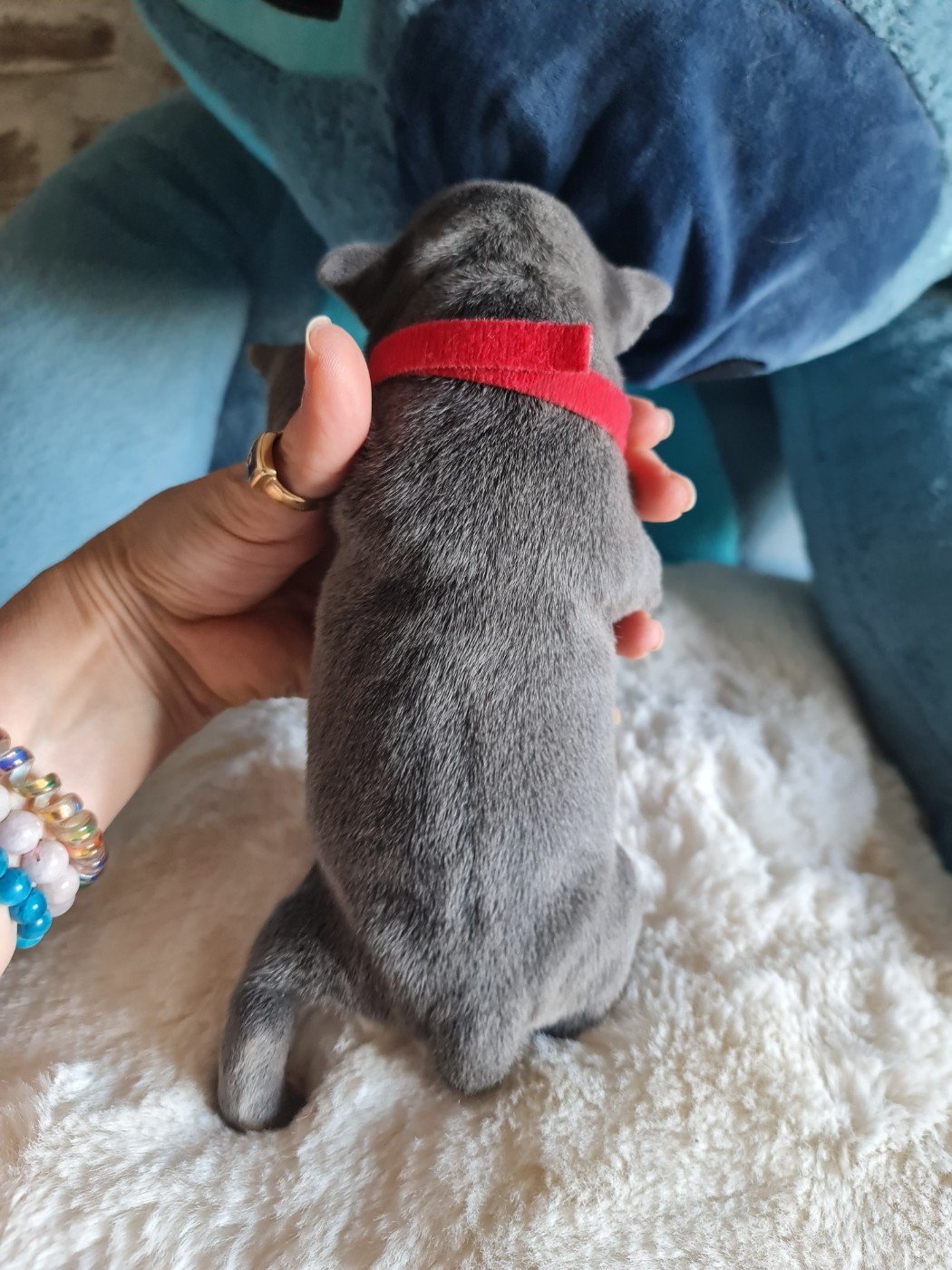 du domaine de la fleur royale - Chiots disponibles - Staffordshire Bull Terrier