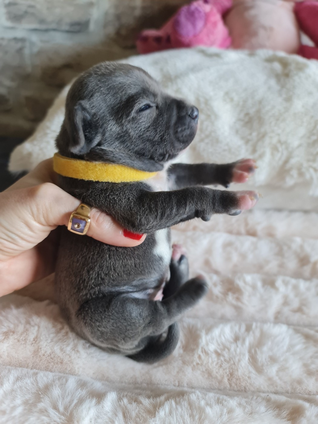 du domaine de la fleur royale - Chiots disponibles - Staffordshire Bull Terrier