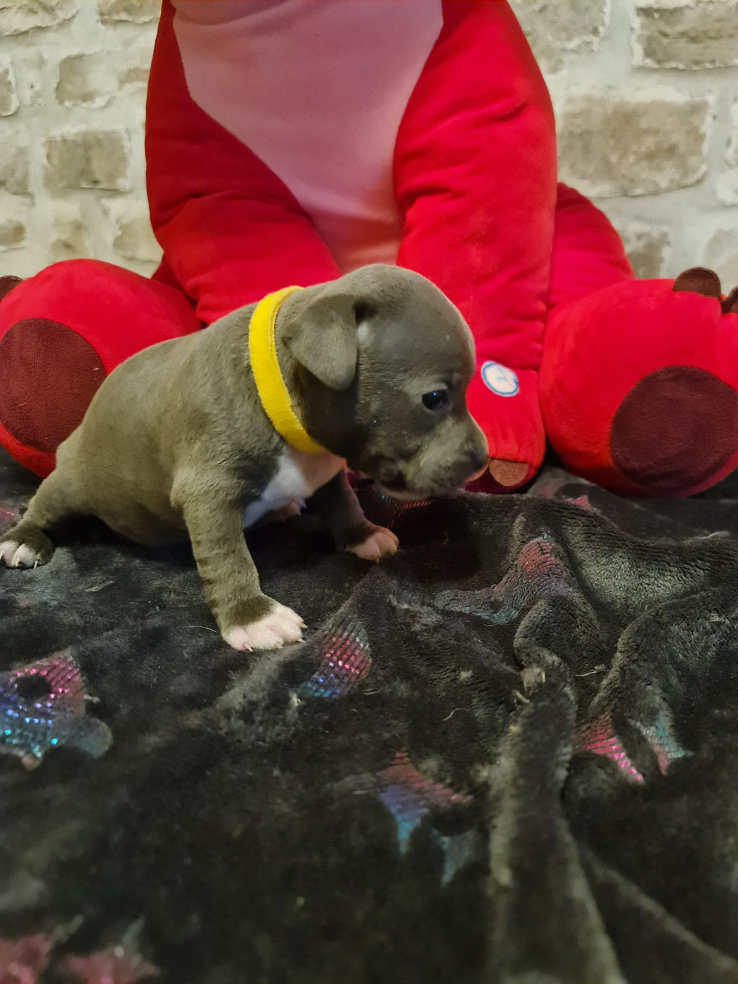 du domaine de la fleur royale - Chiots disponibles - Staffordshire Bull Terrier