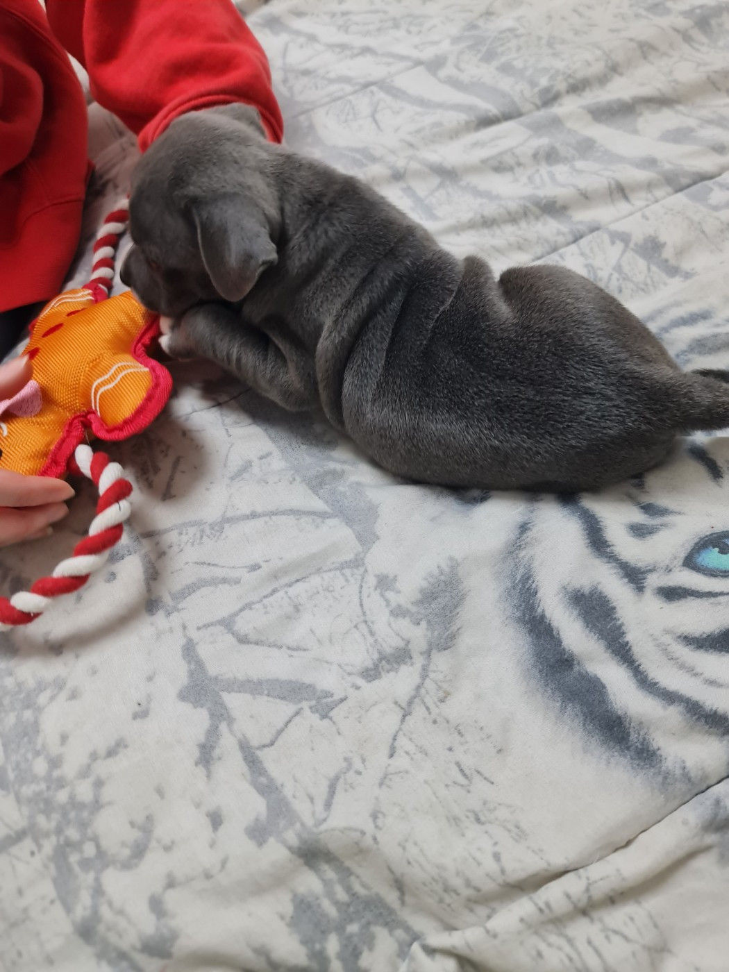 du domaine de la fleur royale - Chiots disponibles - Staffordshire Bull Terrier