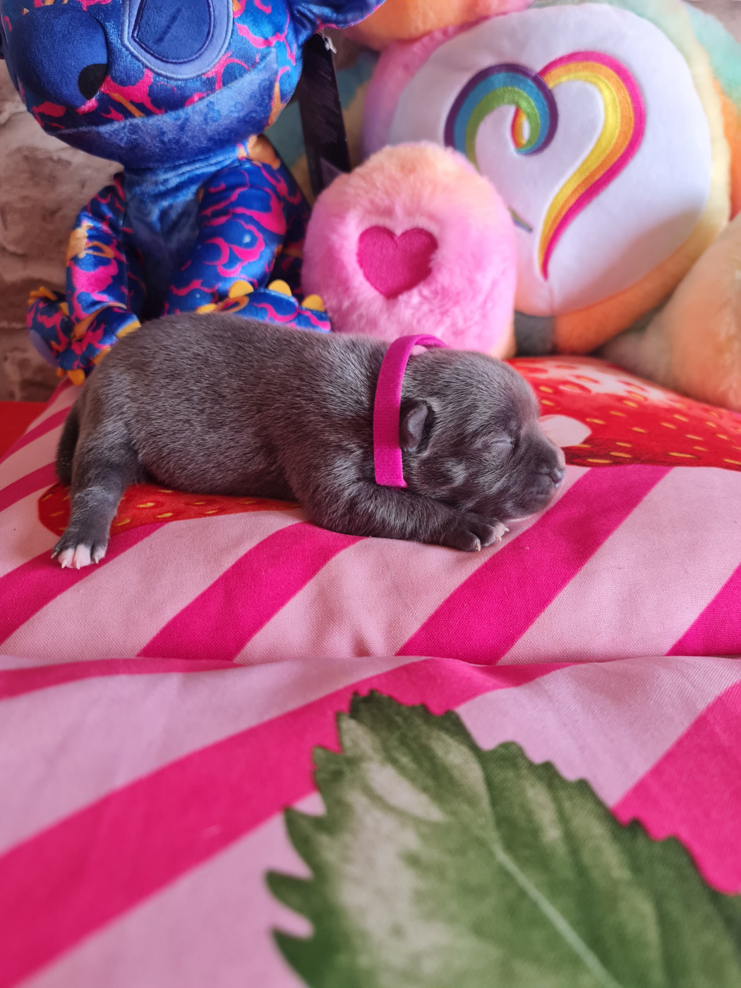 du domaine de la fleur royale - Chiots disponibles - Staffordshire Bull Terrier