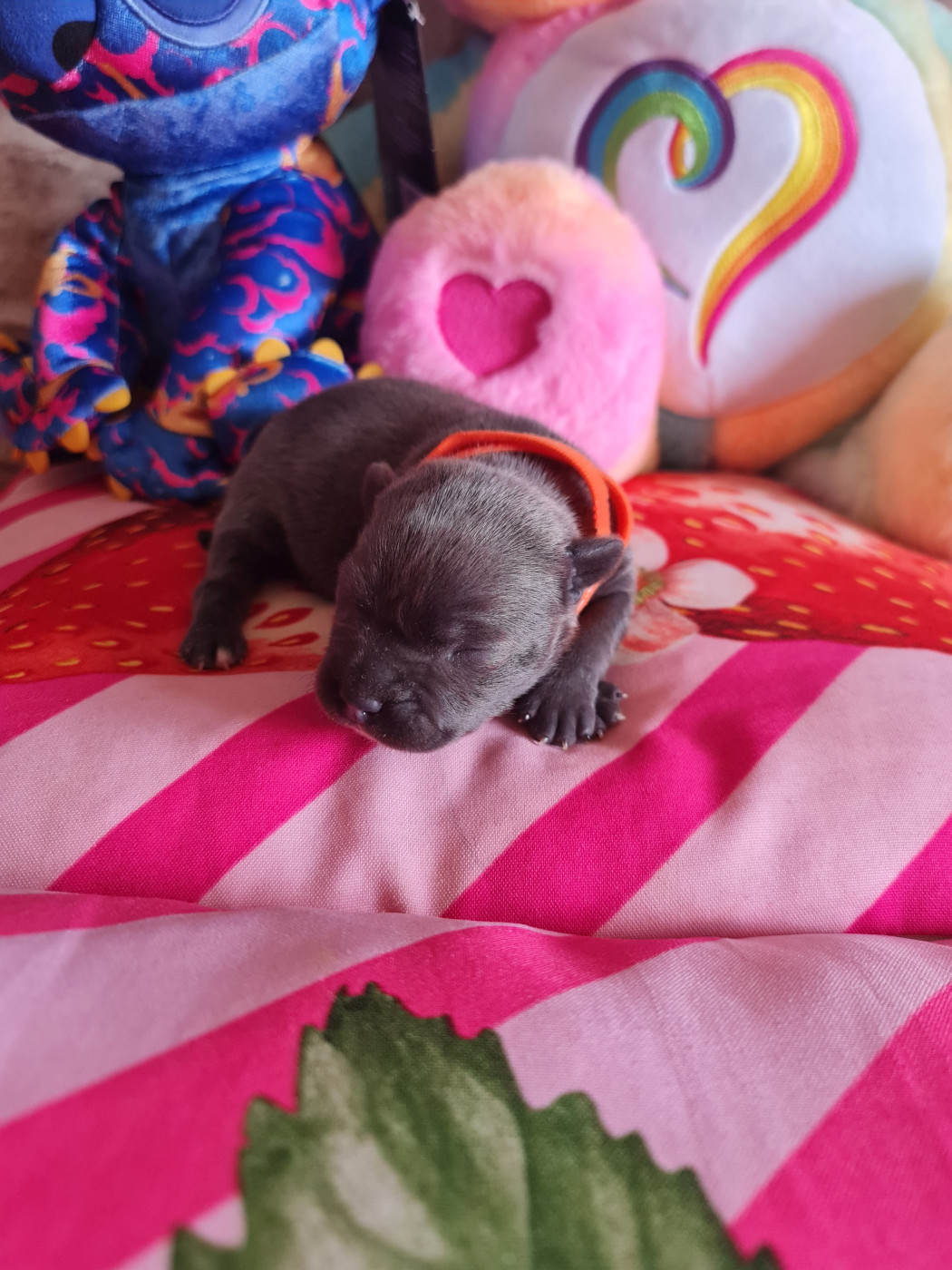du domaine de la fleur royale - Chiots disponibles - Staffordshire Bull Terrier