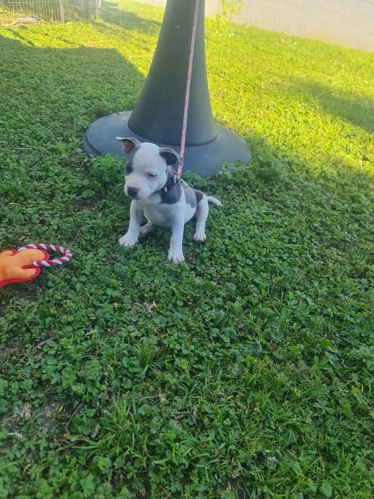 du domaine de la fleur royale - Chiots disponibles - Staffordshire Bull Terrier