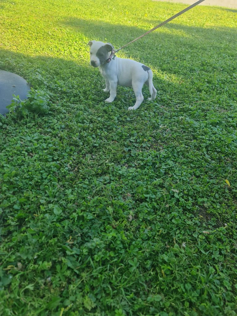 du domaine de la fleur royale - Chiots disponibles - Staffordshire Bull Terrier