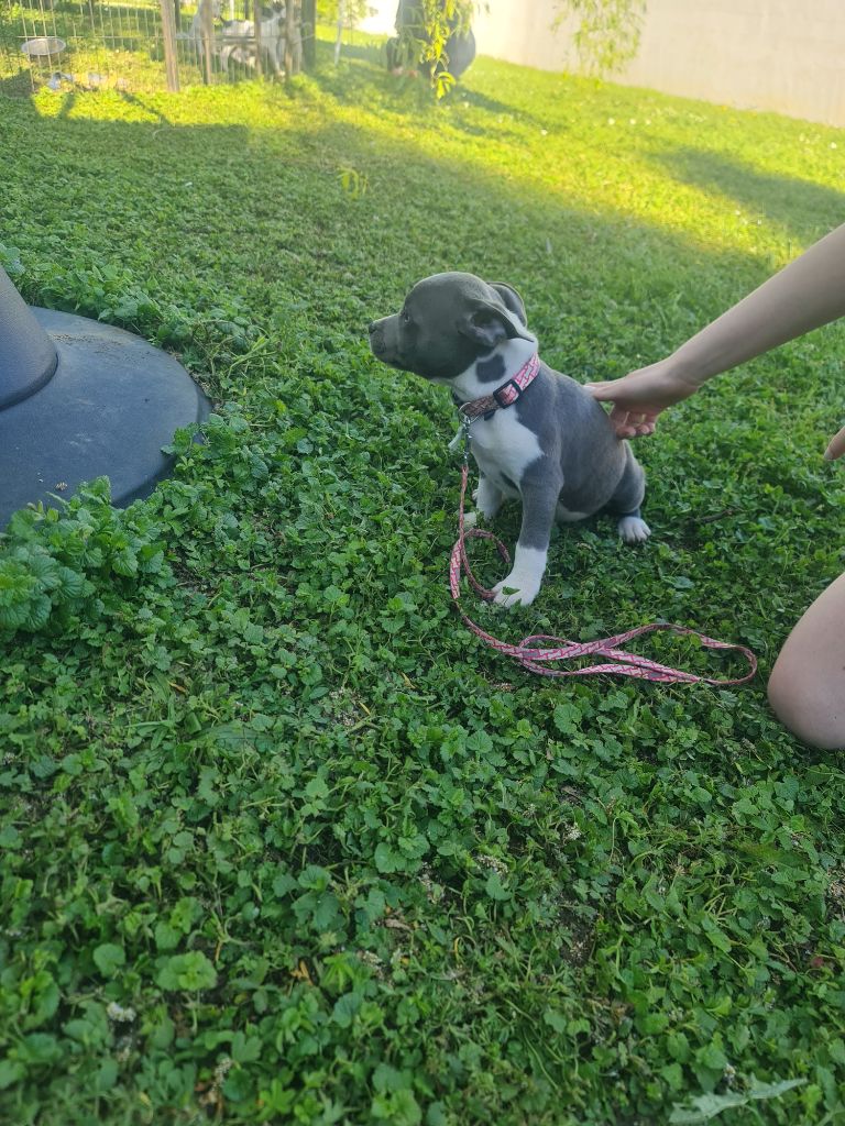 du domaine de la fleur royale - Chiots disponibles - Staffordshire Bull Terrier
