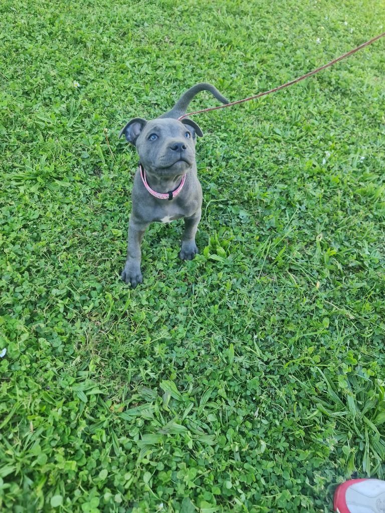du domaine de la fleur royale - Staffordshire Bull Terrier - Portée née le 15/02/2025
